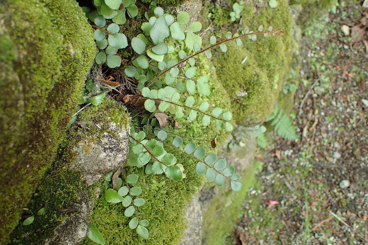 Pellaea rotundifolia