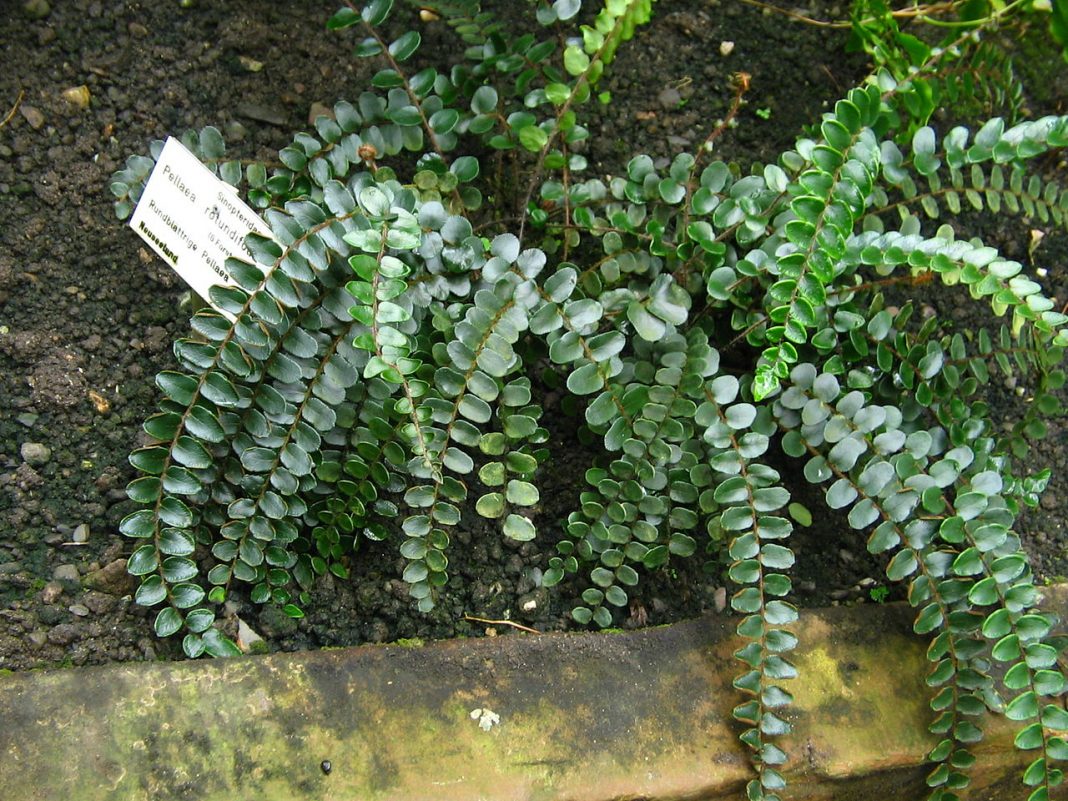 Planta de apartament decorativă - Pellaea rotundifolia (Feriga nasture Feriga pelea)