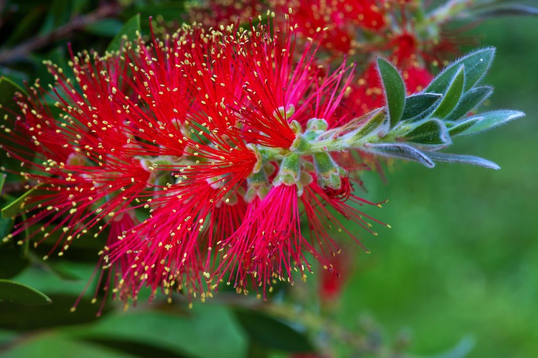 Plante de apartament decorative Callistemon citrinus, planta care-ți va umple casa cu mirosul ei de lămâie