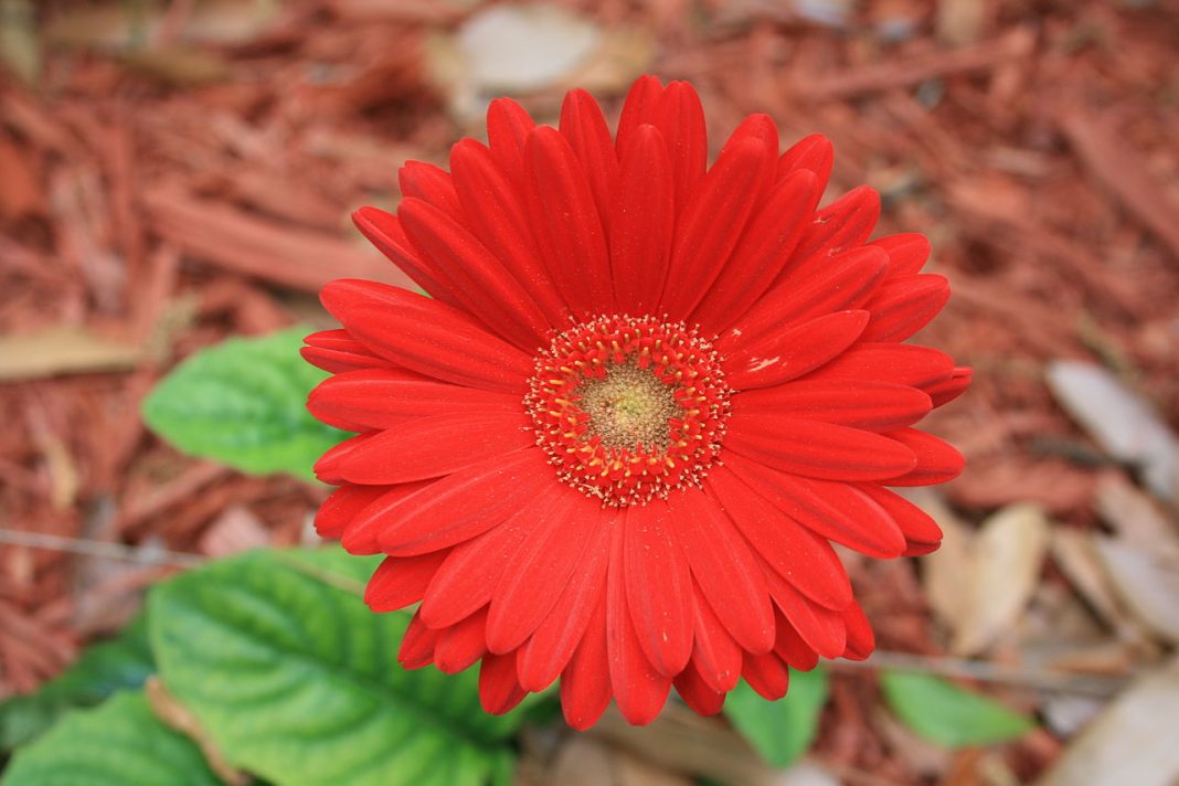 Plante de apartament viu colorate Gerbera jamesonii Gerbera spectacol cromatic