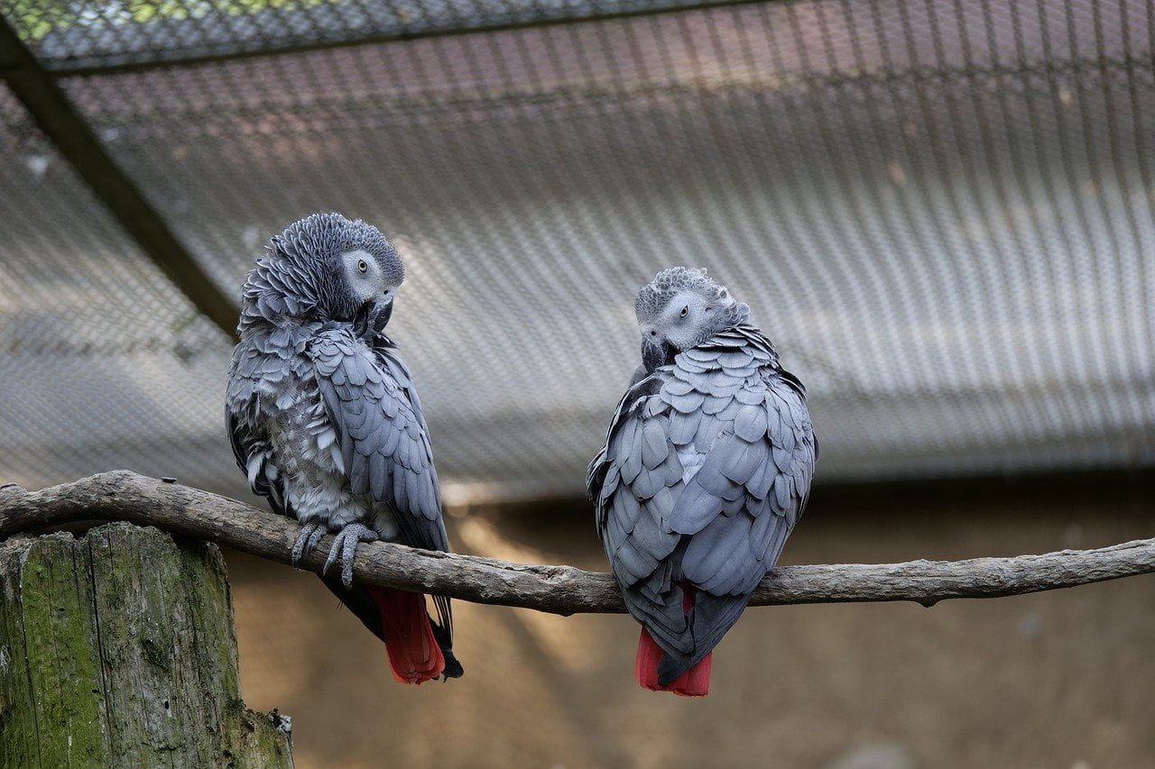 Psittacus erithacus