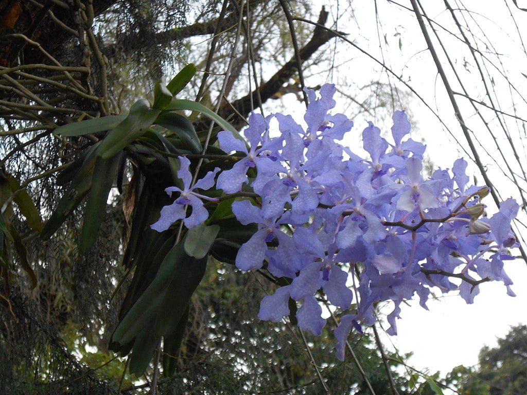 Vanda coerulea