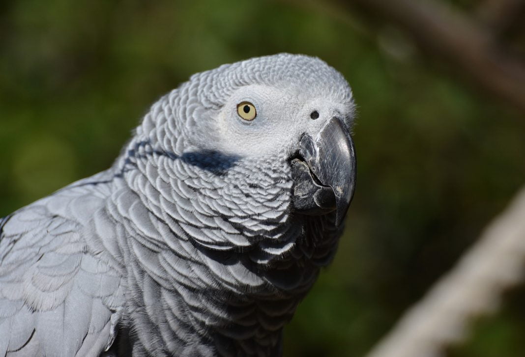 Vezi cât de bine imită papagalul Jako limbajul omenesc - cel mai cunoscut reprezentat al speciei de papagali