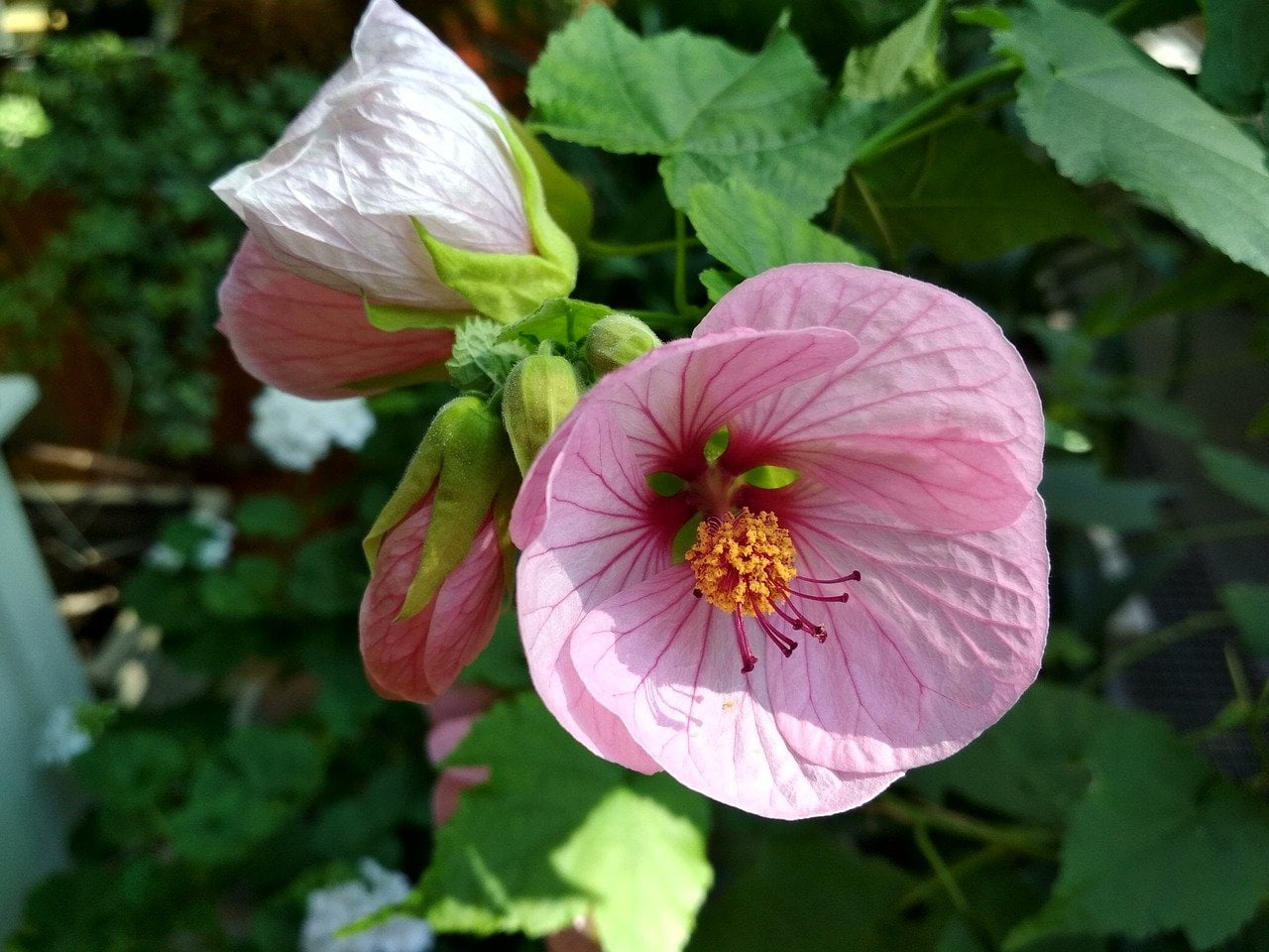 Abutilon