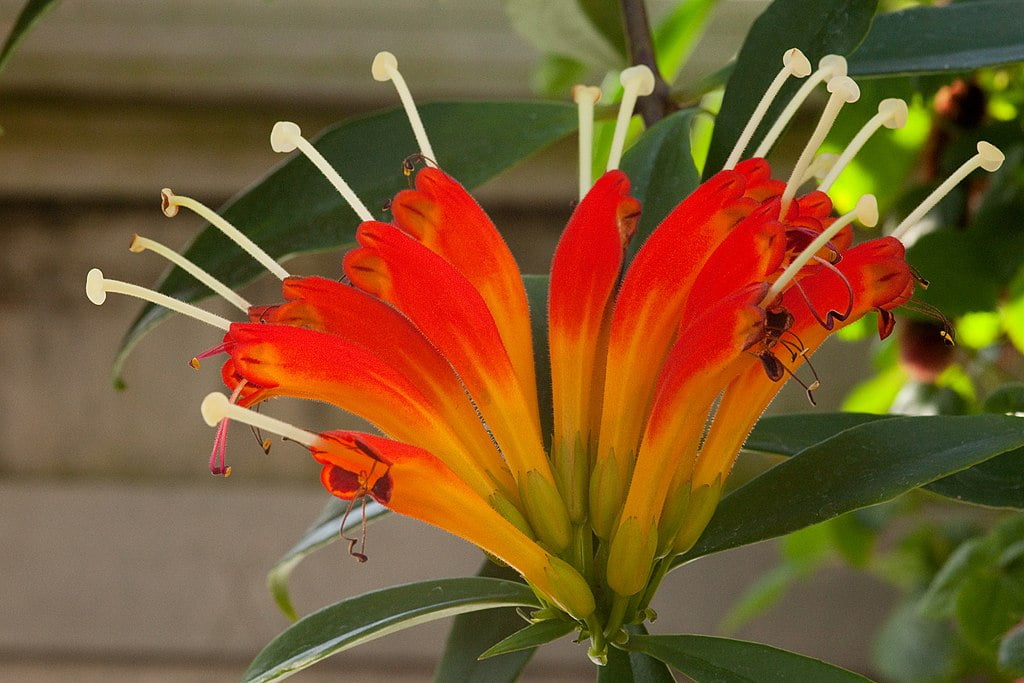 Aeschynanthus speciosus