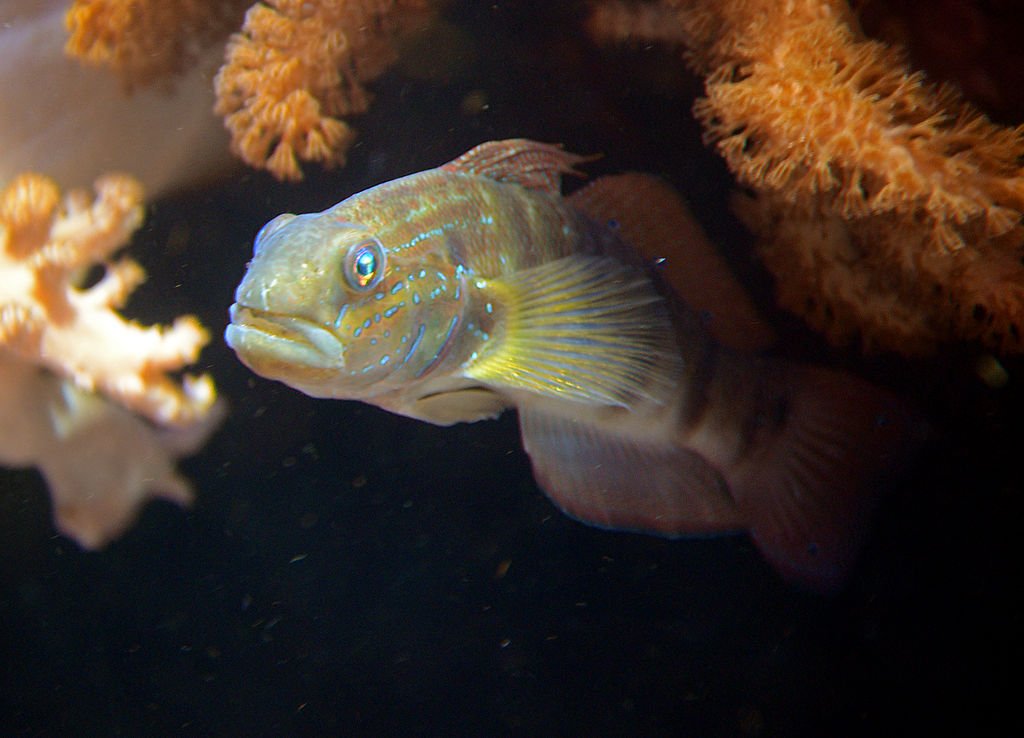 Amblygobius phalaena