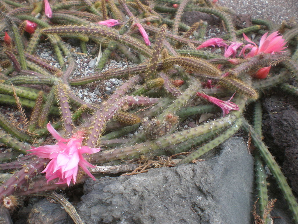 Aporocactus flagelliformis