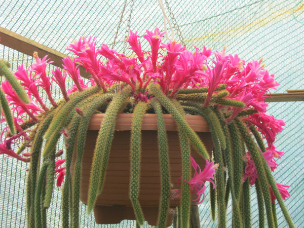 Lotto 4 Talee Di Coda Di Ratto (Aporocactus Flagelliformis) – Pianta Succulenta Ricadente - Foto 3