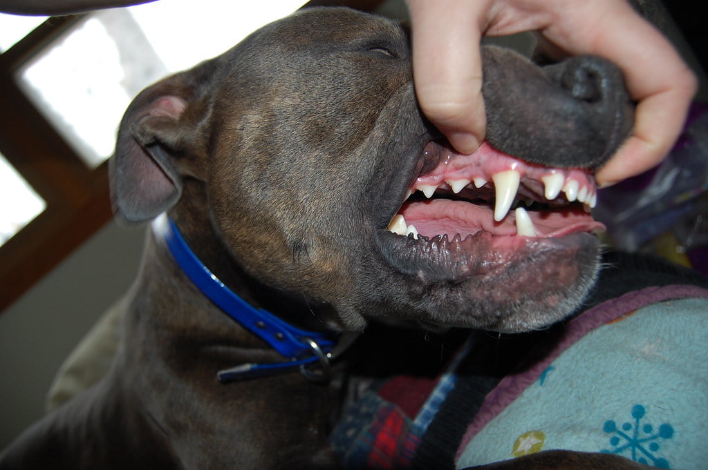 Cand spălăm câinele pentru prima dată pe dinți și de ce facem acest lucru