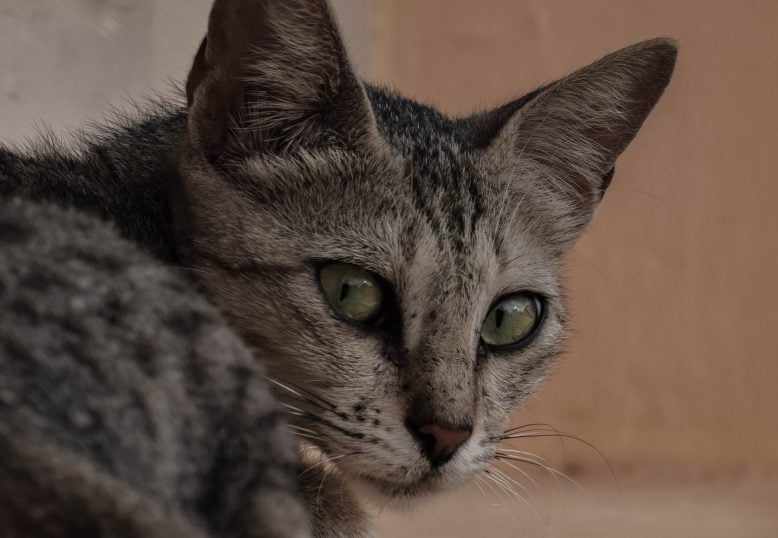 Care sunt momelile toxice pentru pisici și ce trebuie să faci în cazul în care pisica ta a fost otrăvită