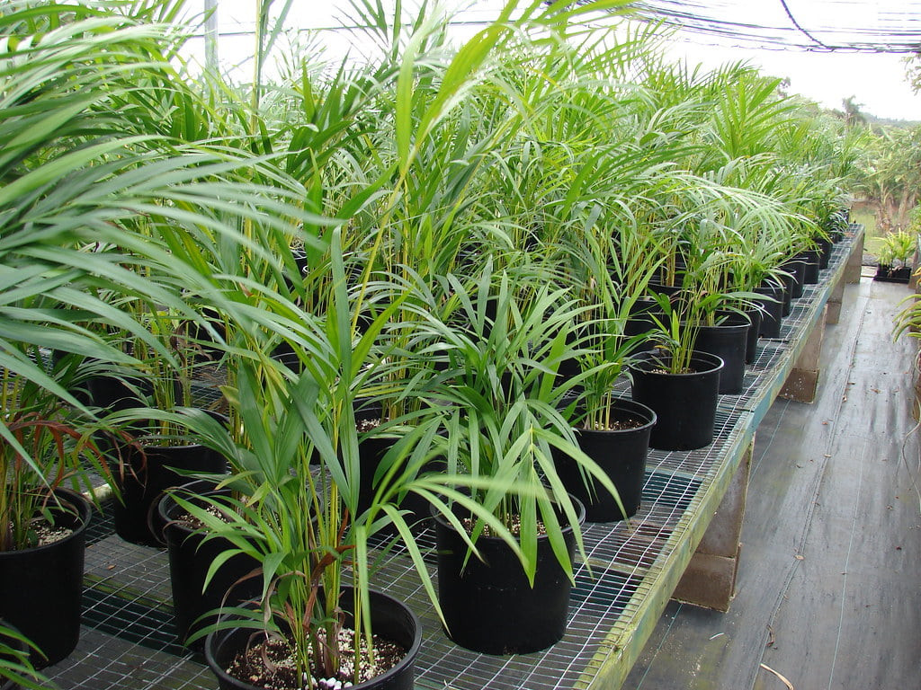 Chrysalidocarpus lutescens