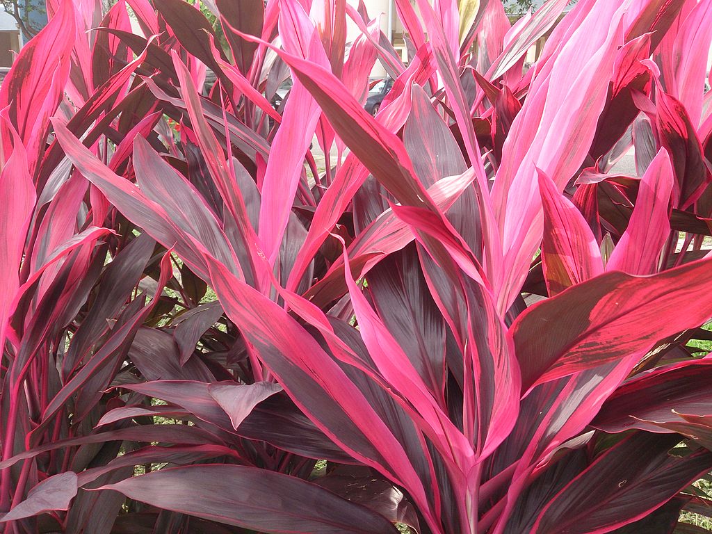 Cordyline fruticosă