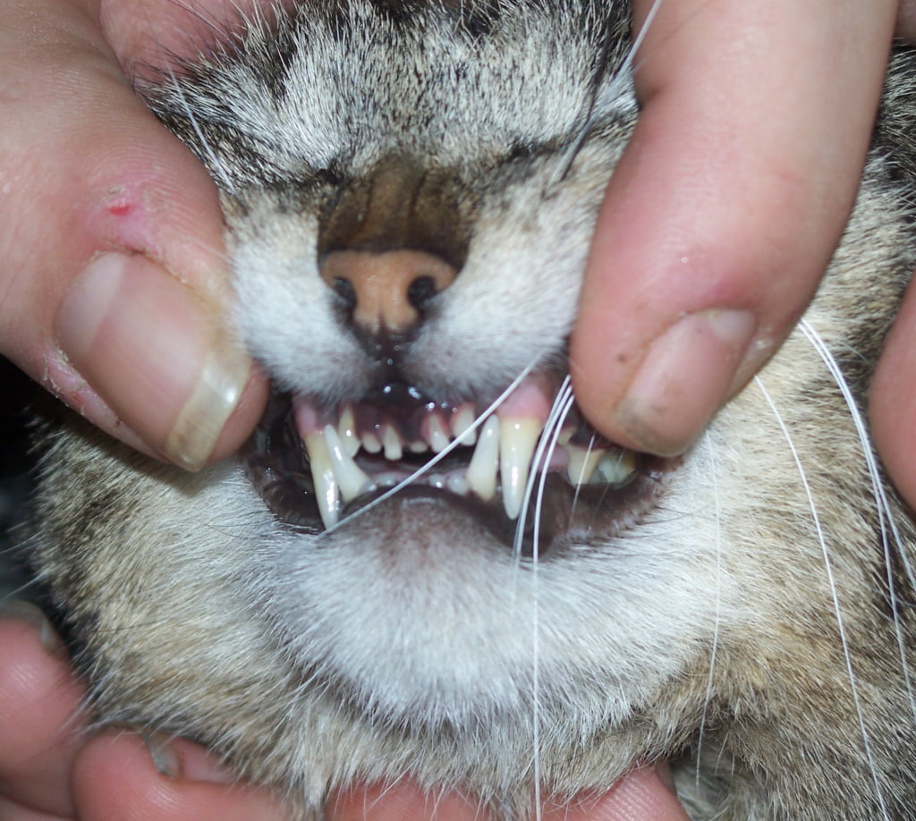 Cum se curăță dinții la pisici pentru a preveni apariția timpurie a cariilor