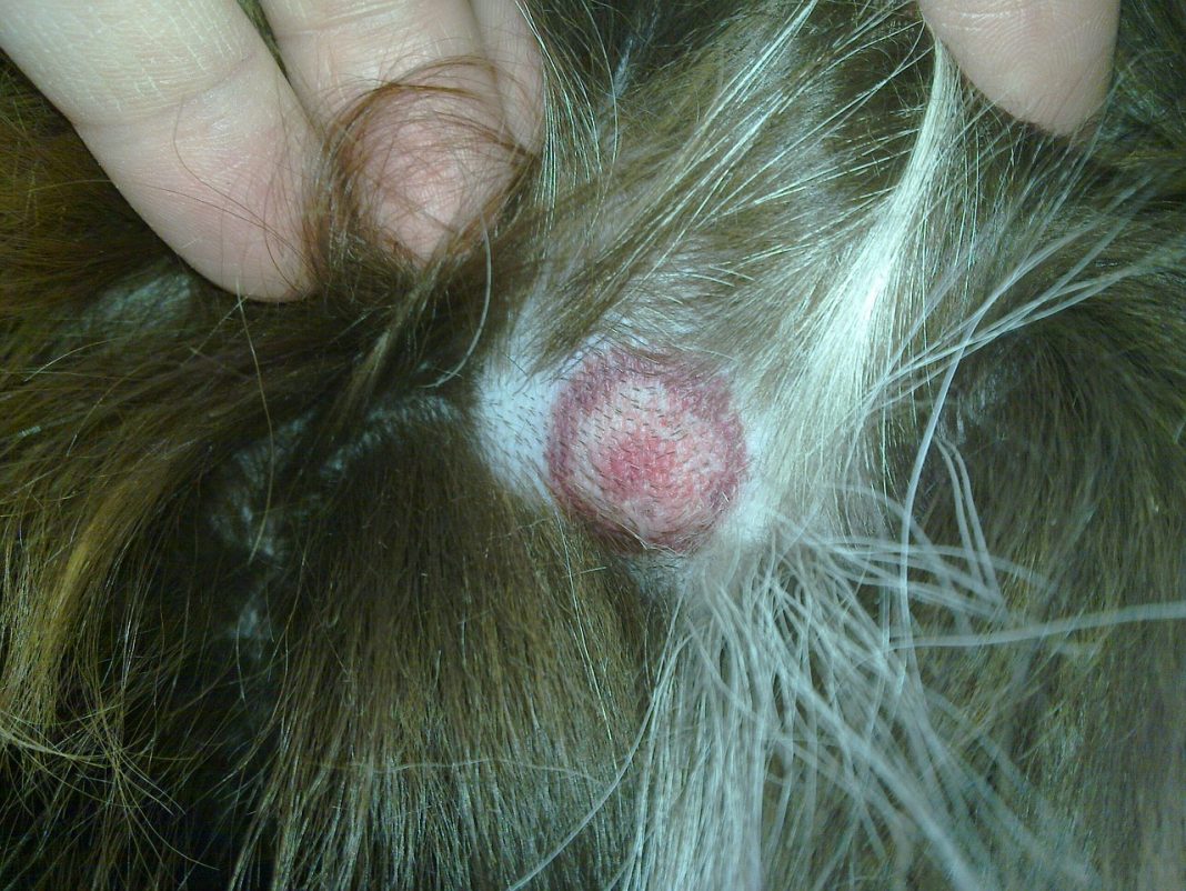 Cum se manifestă și care sunt simptomele care trădează apariția bolii lyme la câini