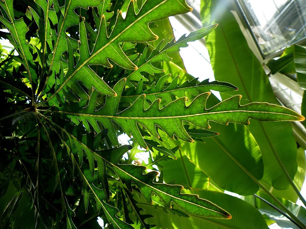 Dizygotheca elegantissima