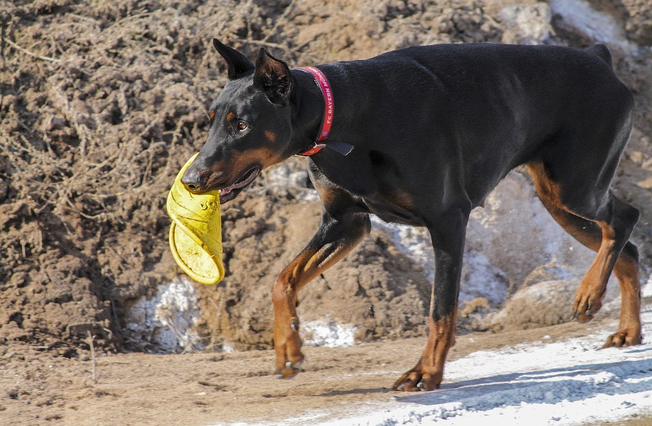 Doberman Pinscher