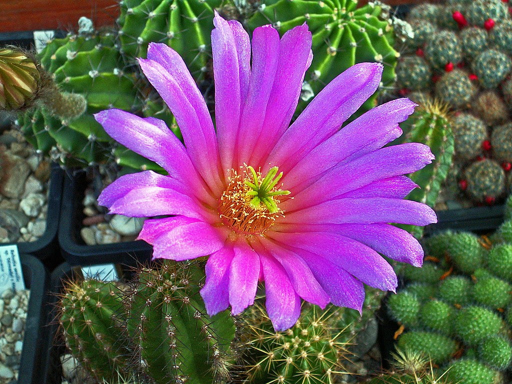 Echinocereus