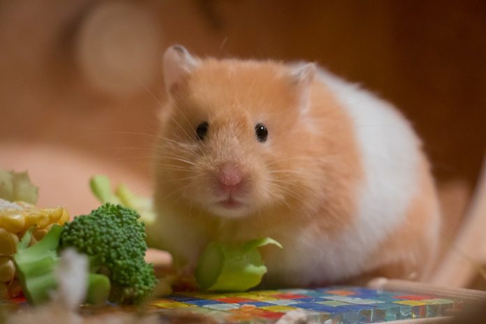 Mâncarea preferată a hamsterilor - iată cu ce să-ți resfeți animaluțul tău preferat