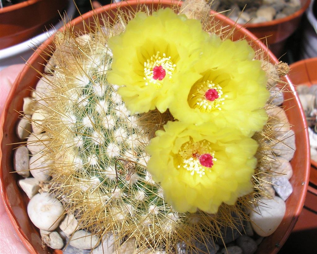 Parodia