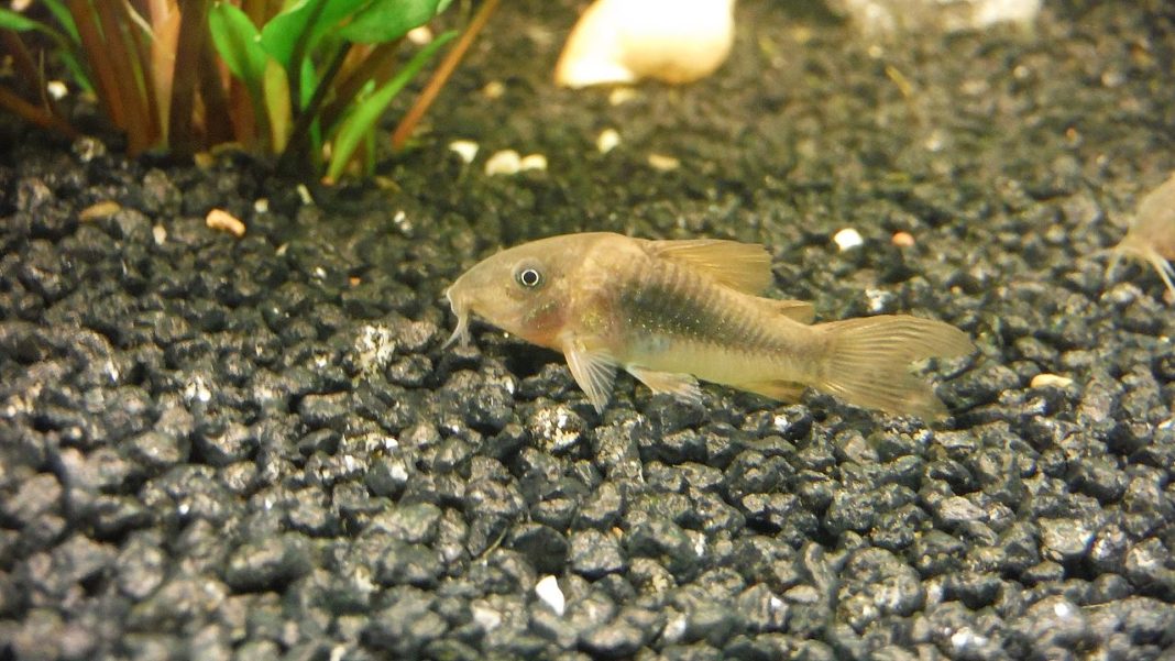 Peștele sanitar de acvariu Corydoras aeneus, peștele scormonitor