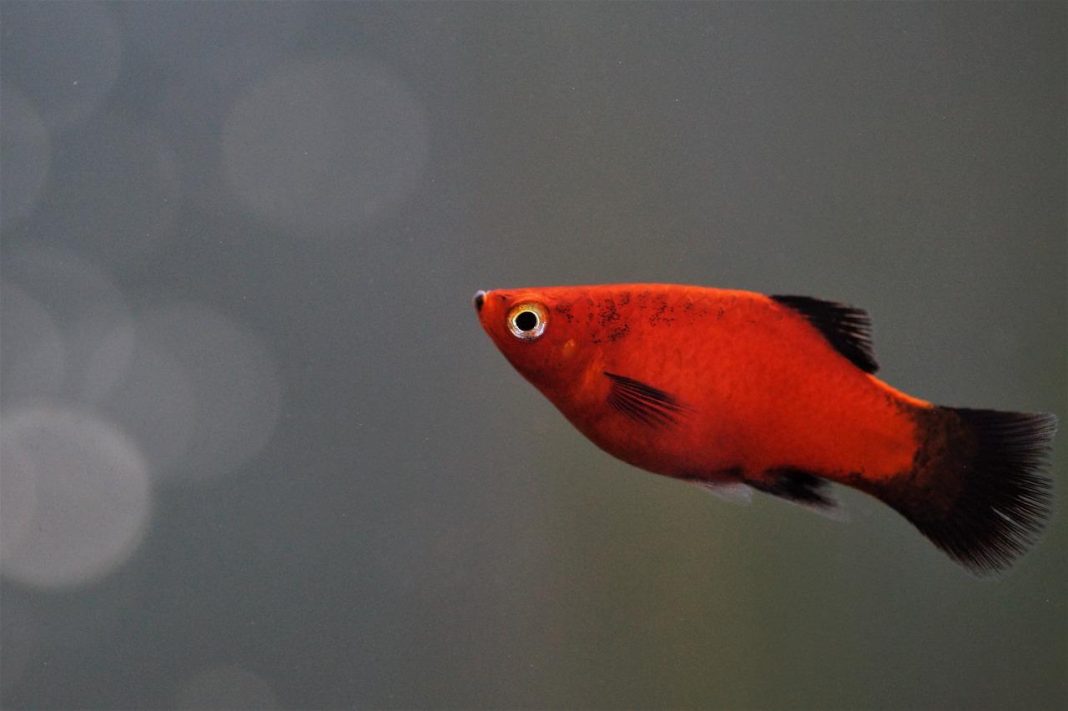 Pești de acvariu Xiphophorus maculatus, peștele platy