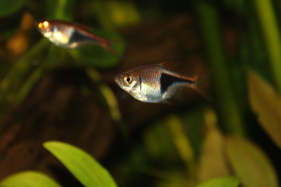 Pești de acvariu de apă dulce Rasbora heteromorpha, peștele arlechin