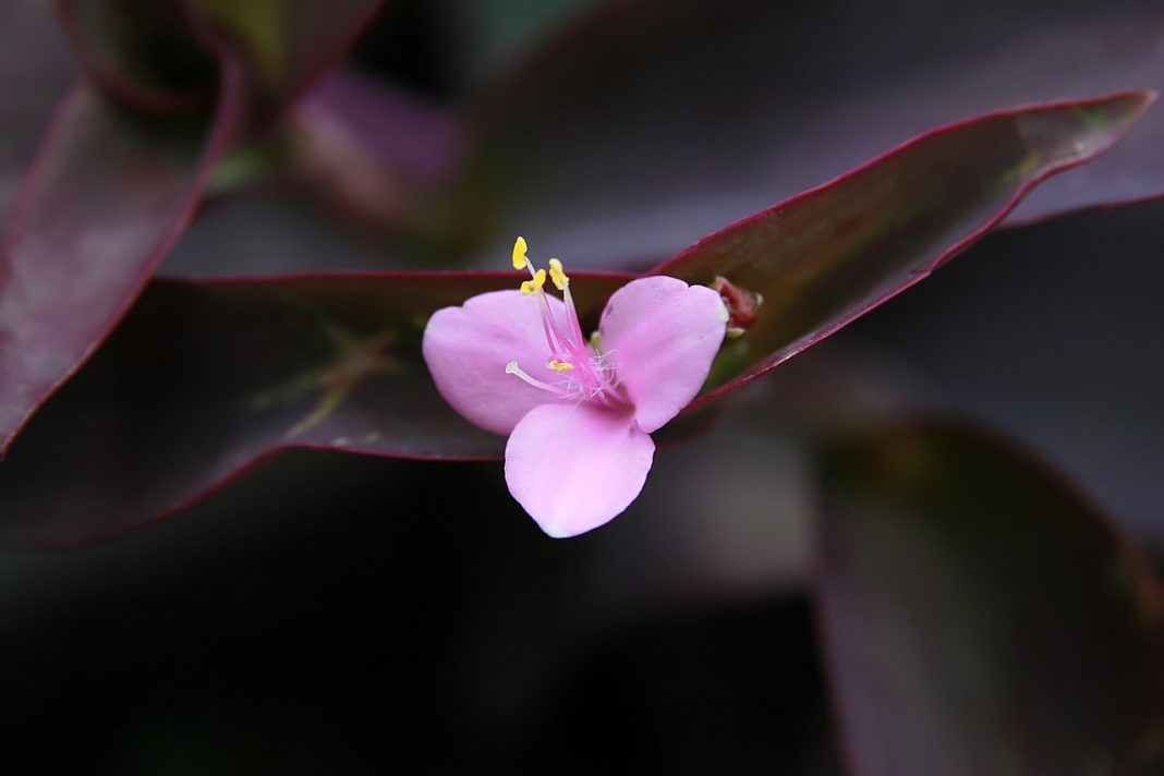 Plante de apartament decorativă - Setcreasea purpurea, căutată datorită frunzelor sale de culoare purpurie