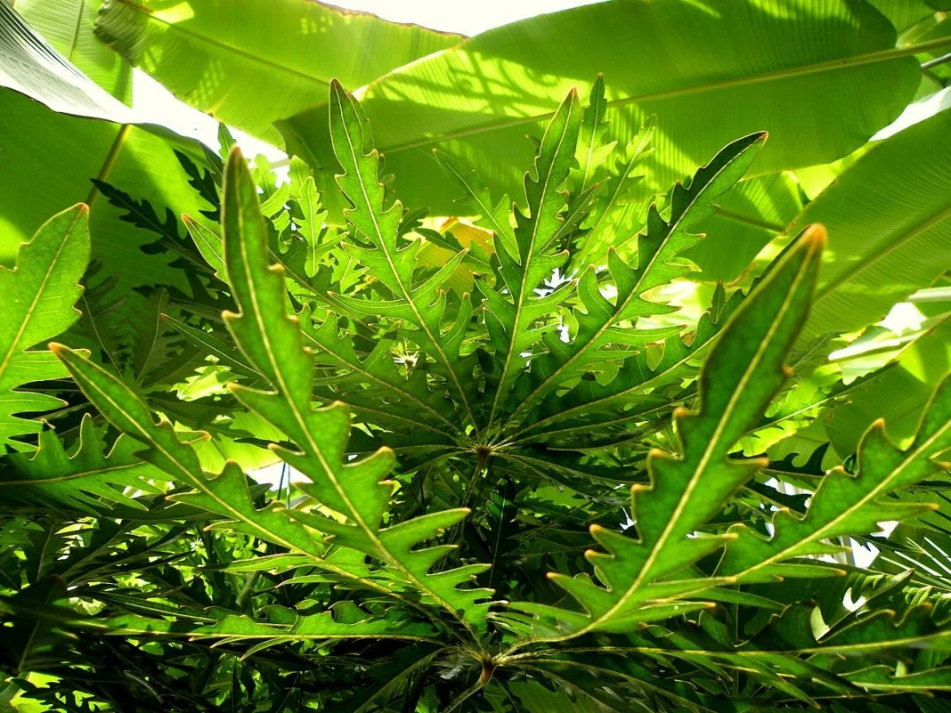 Plante de apartament decorative Dizygotheca elegantissima (Aralia), cunoscută și sub numele de Falsa Aralia