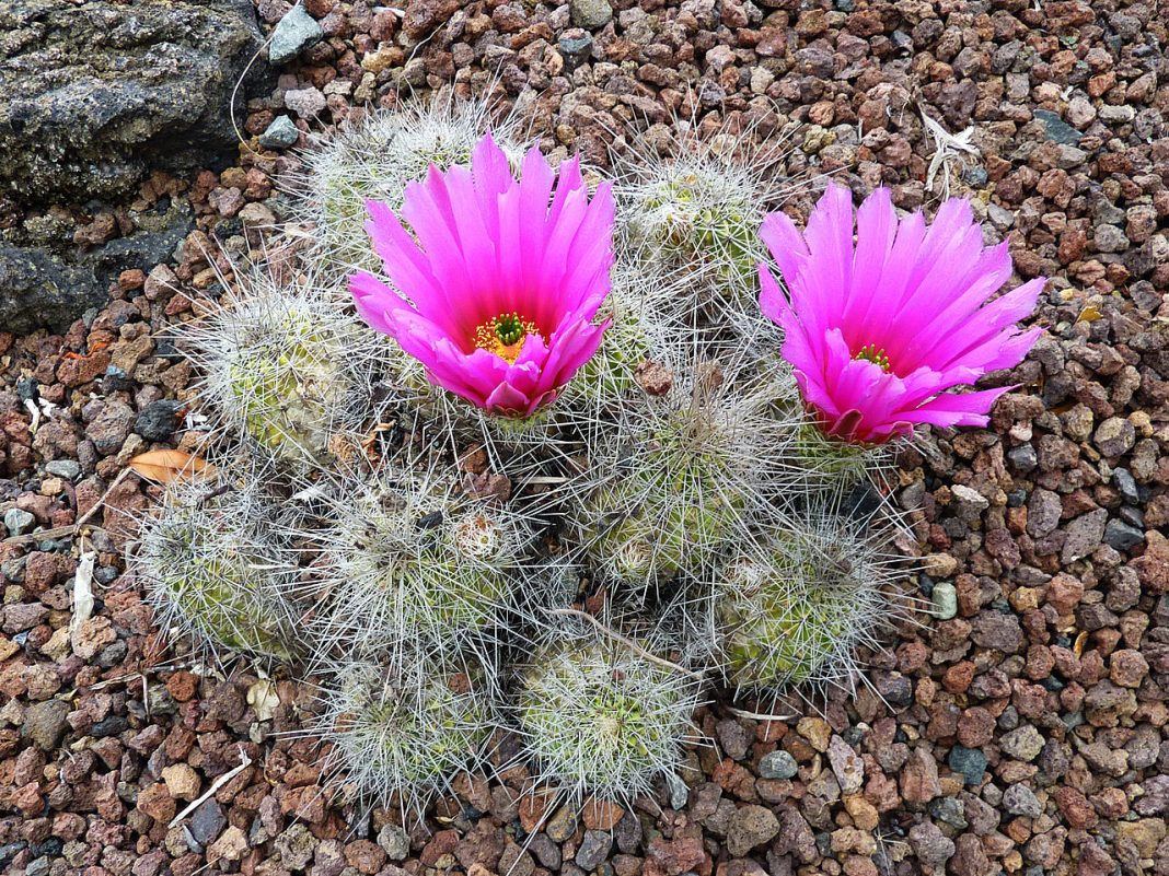 Plante de apartament decorative - Echinocereus, crește de la țărmul mării până la altitudini de 3000 de metrii