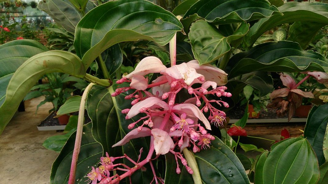 Plante de apartament decorative - Medinilla magnifica, magnifică datorită florilor superbe