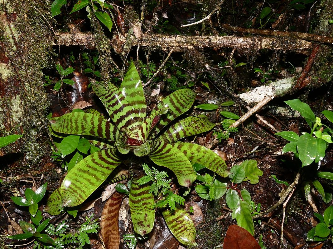 Plante de apartament decorative Vriesea splendens, apreciate datorită formei și cromaticii lor