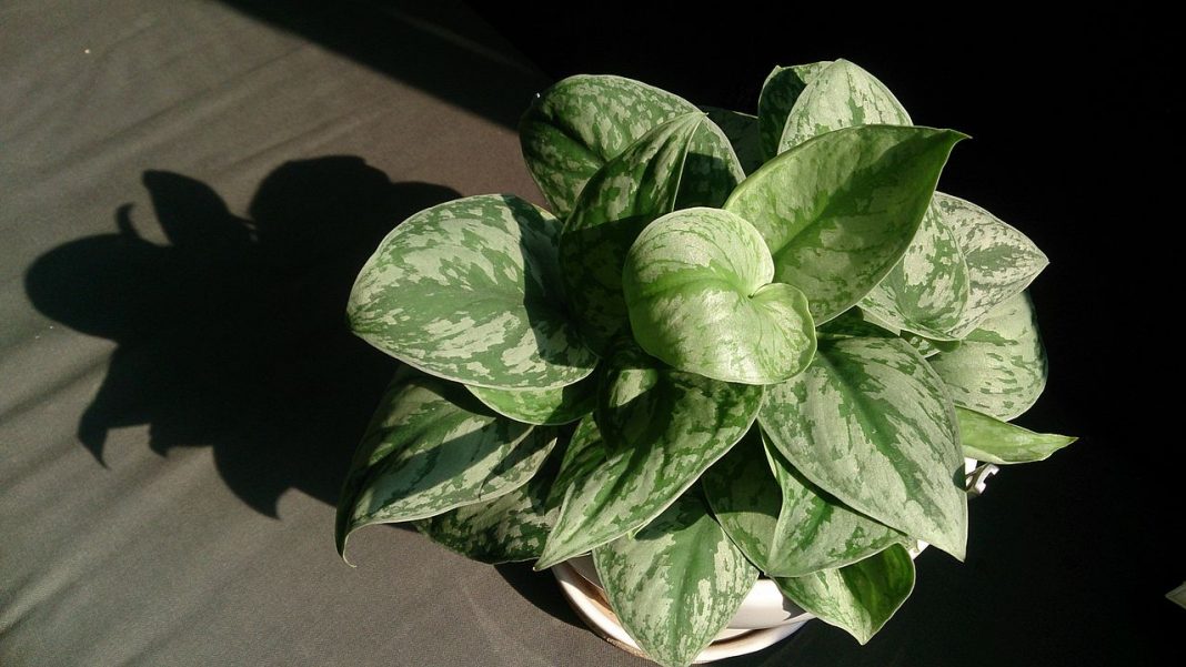 Plante de apartament decorative – Scindapsus (Potos cu pete), cu o mare capacitate de adaptare