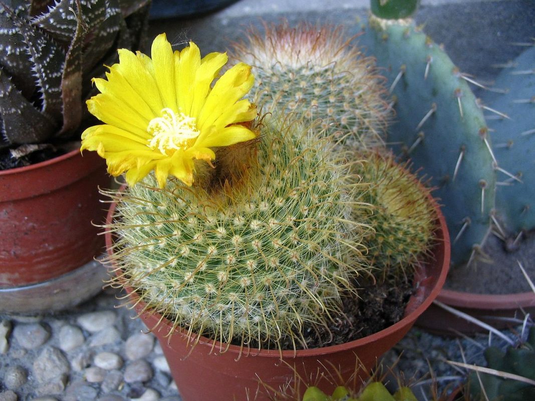 Plante de apartament din specia cactus - Parodia, cactusul care crește pe pantele aride ale munților din America de Sud