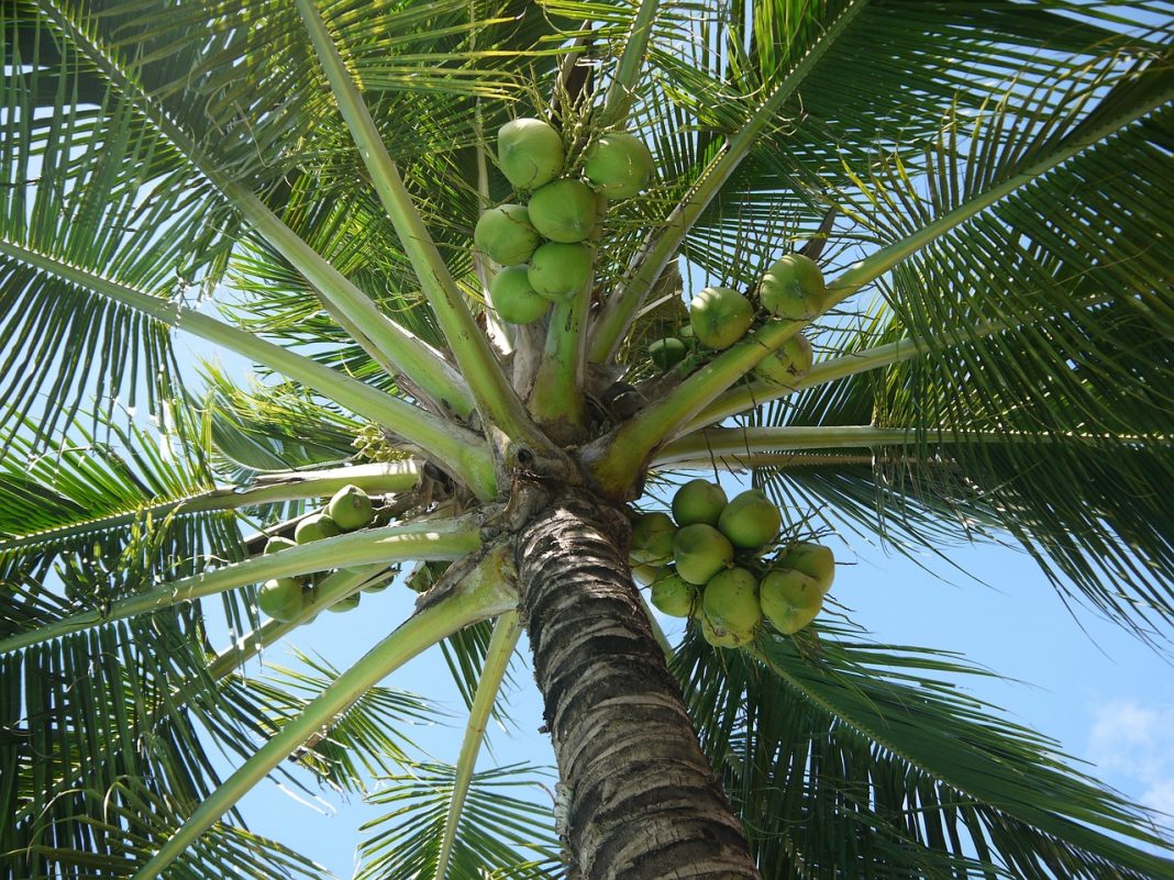 Plante de apartament din specia palmierilor - Cocos nucifera (Cocotier)