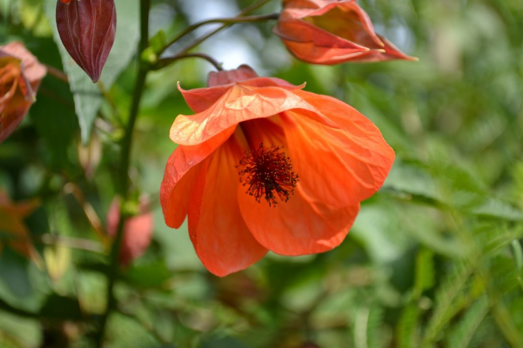 Plante de apartament lemnoase – Abutilon, denumită și arțarul cu floriGardenia jasminoides