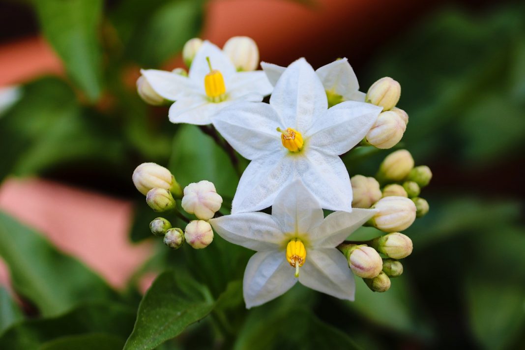 Plante de apartament parfumate - Jasminum (Iasomie), cele mai parfumate steluțe din flori