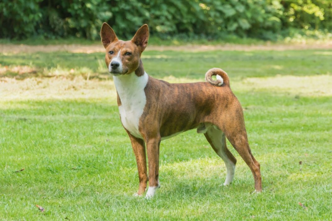 Rasa de câini Basenji - considerat unul din cei mai curați câini