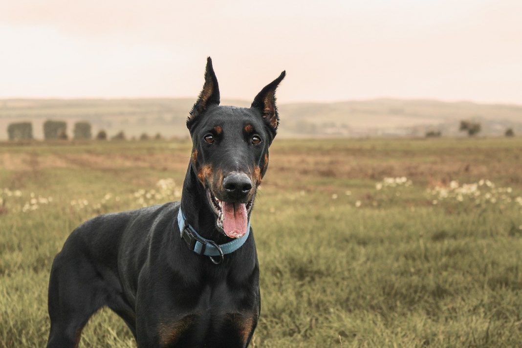 Rasa de câini Doberman Pinscher, liniile elegante ale corpului îi conferă expresivitate și putere