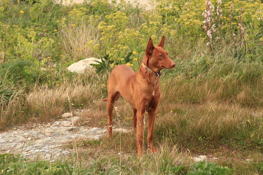 Rasa de câini Pharaon Hound cu o istorie de peste 3000 de ani, originar din Malta