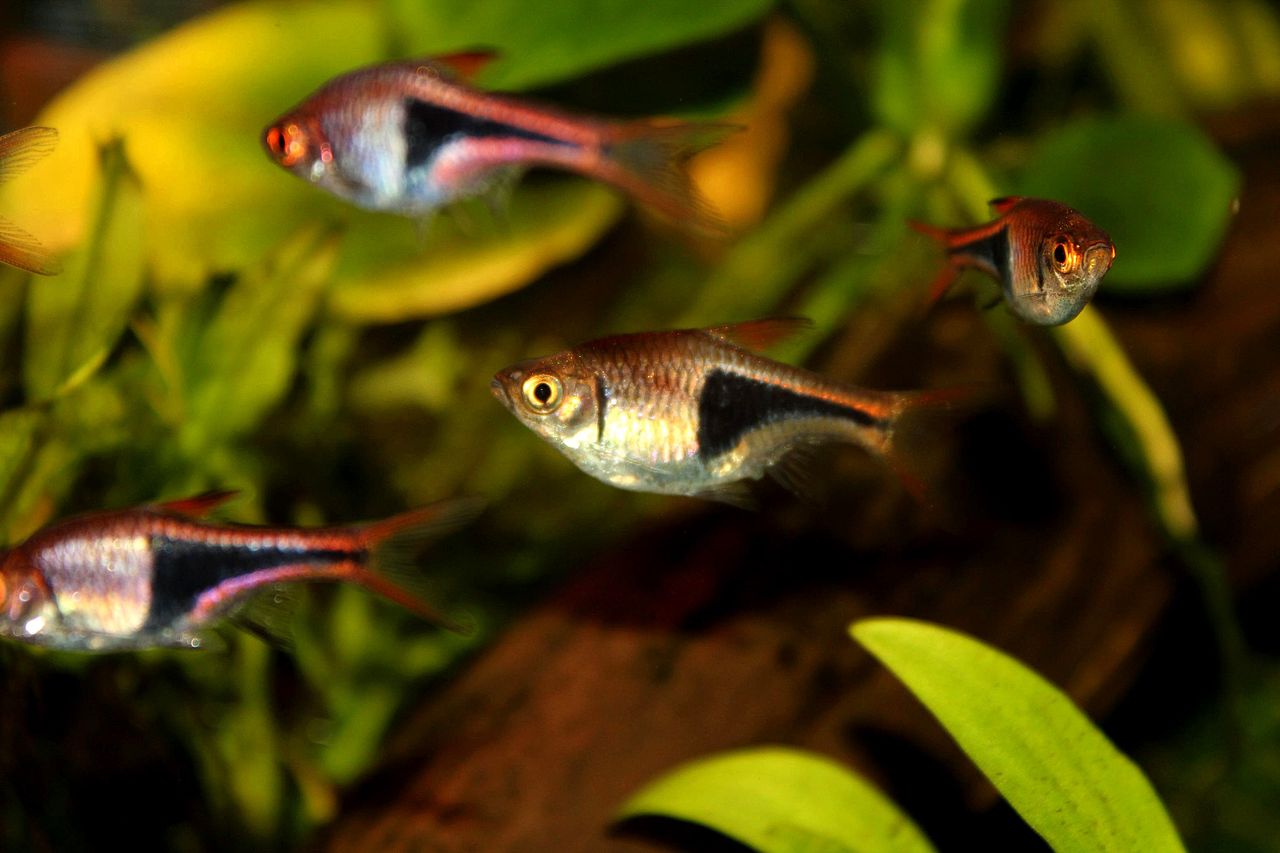 Rasbora heteromorpha