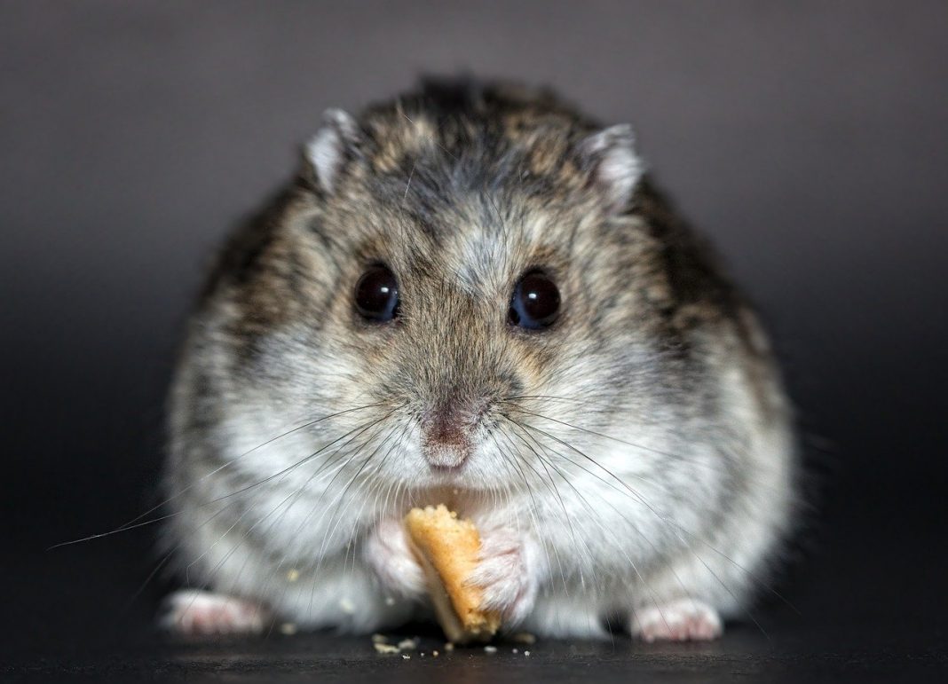 S-a estimat cat timp traiesc hamsterii tinand cont de conditiile lor de viata, cat si de sexul acestora.