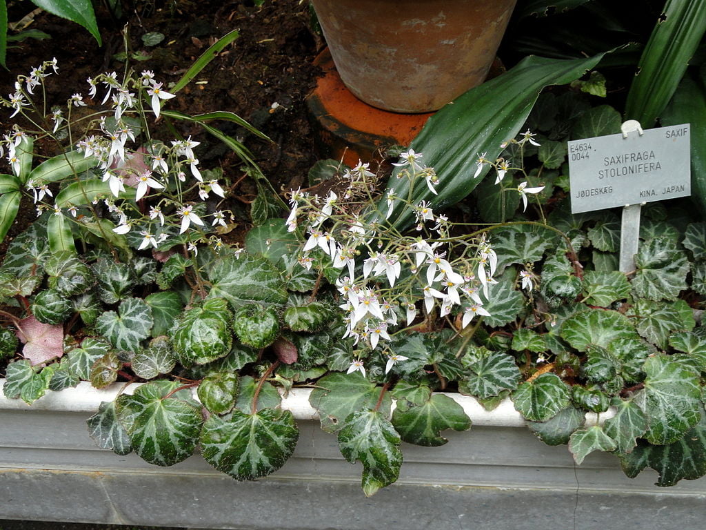 Saxifraga stolonifera