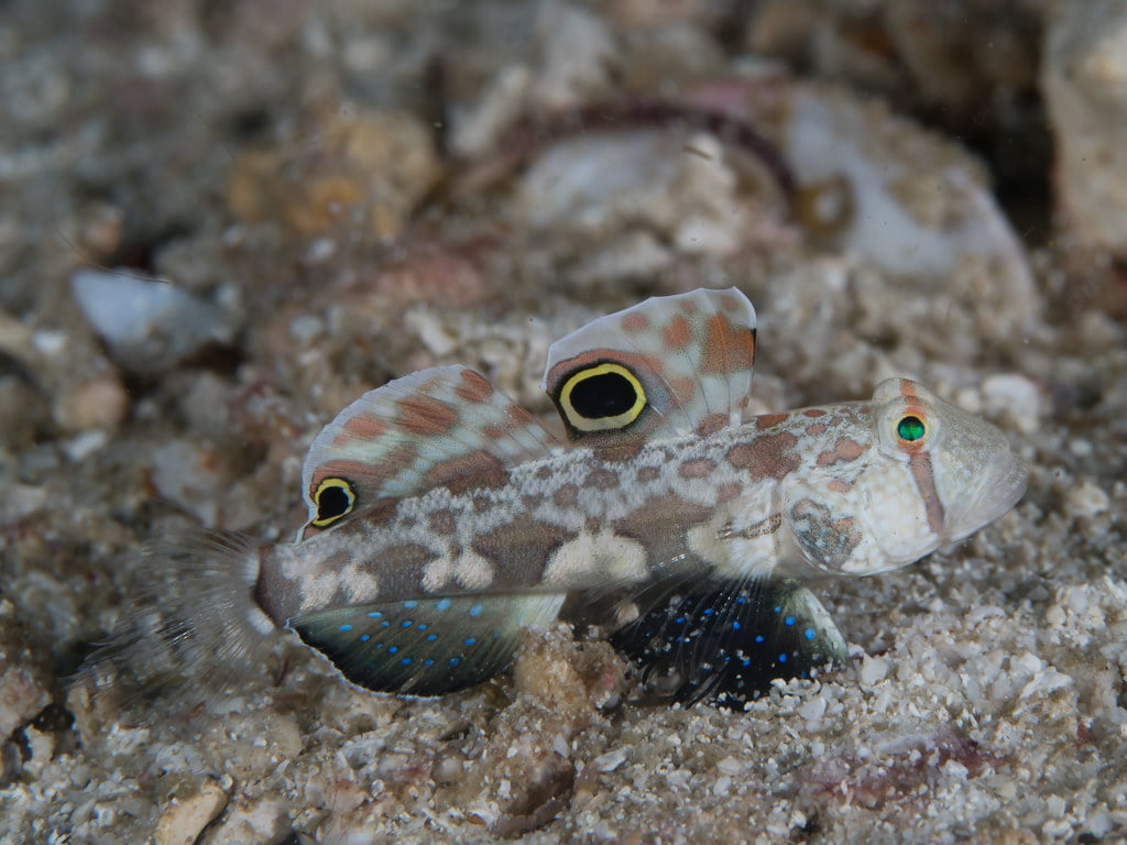 Signigobius biocellatus