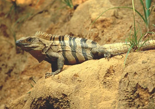 Iguana neagra Foto: free-pet-wallpapers.com