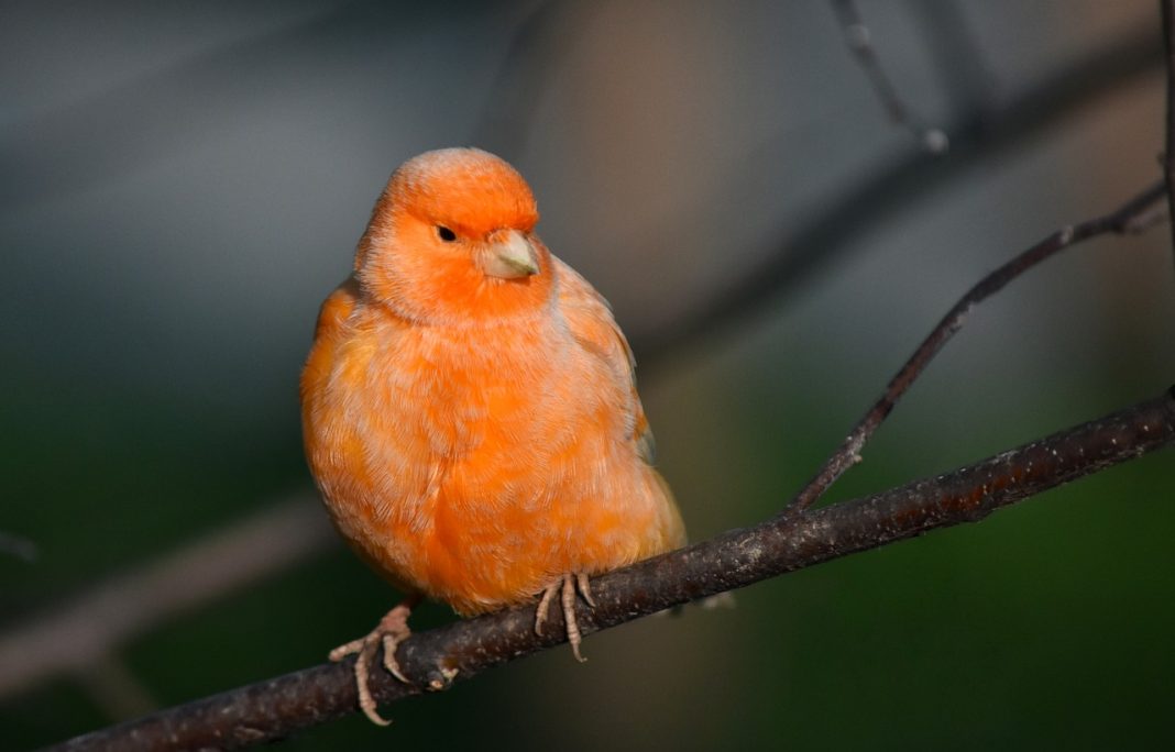 Specii de păsări Canari de postură, canari cu pene ondulate