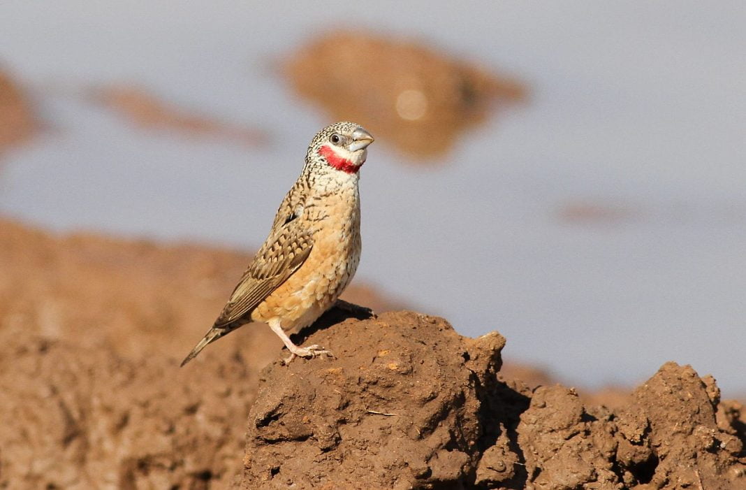 Specii de păsări exotice - Bandfink (Amadina fasciata), cea mai veche specie de păsări exotice de decor