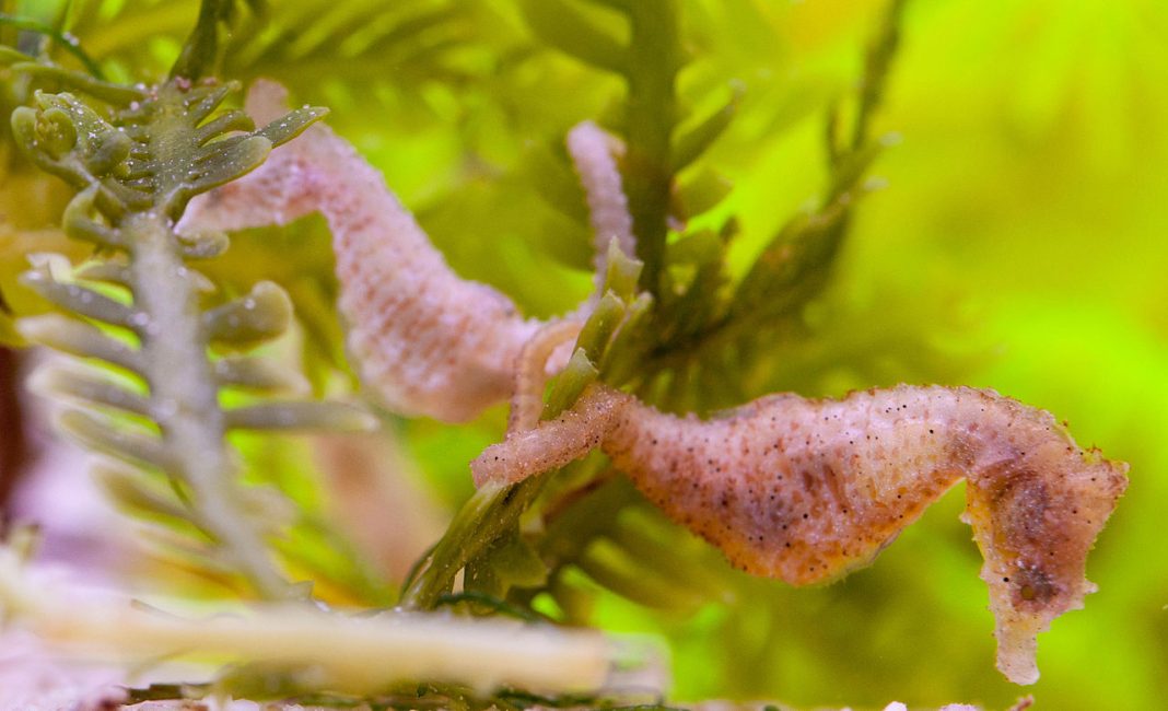 Specii de pești de acvariu Hippocampus zosterae, căluțul de mare pitic