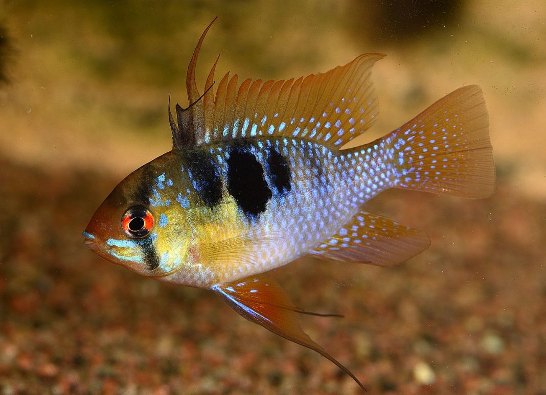 Specii de pești de acvariu de apă dulce Mikrogeophagus ramirezi, peștele Ramirez