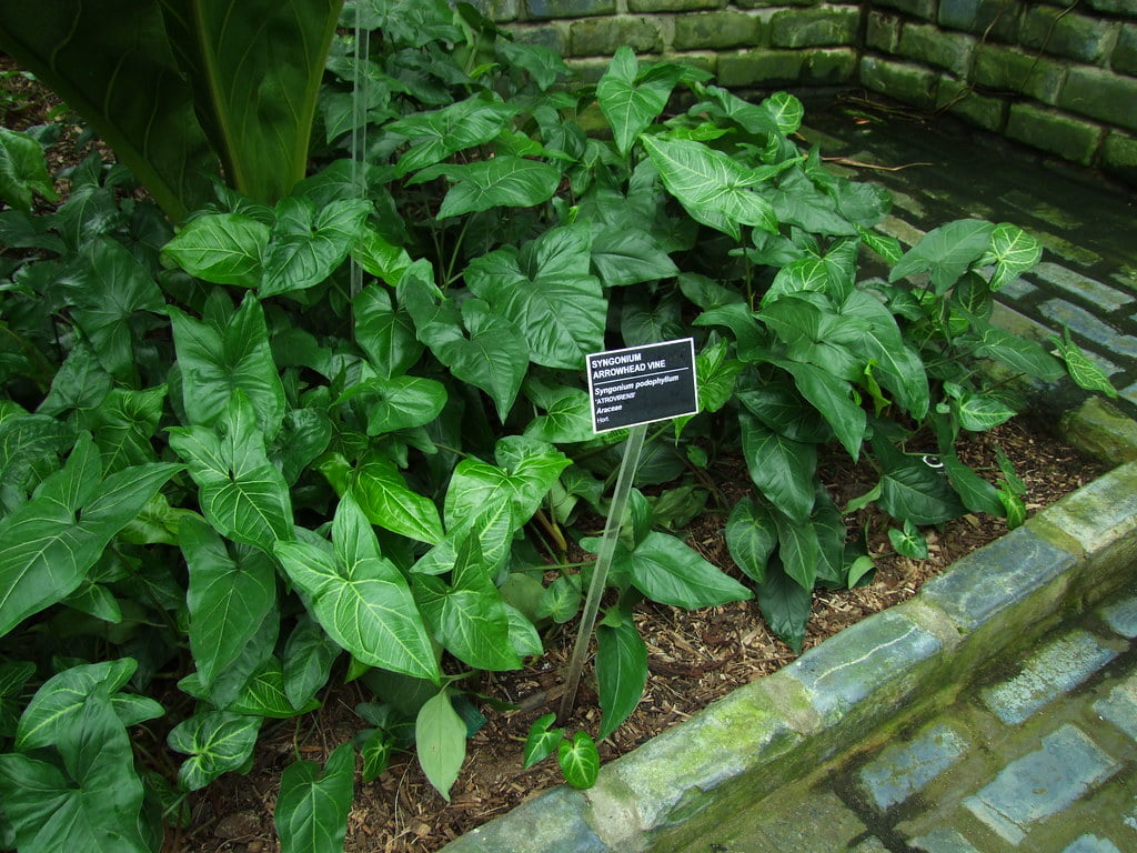 Syngonium