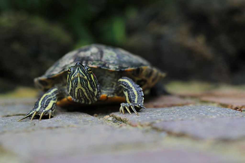 Trachemys scripta elegans